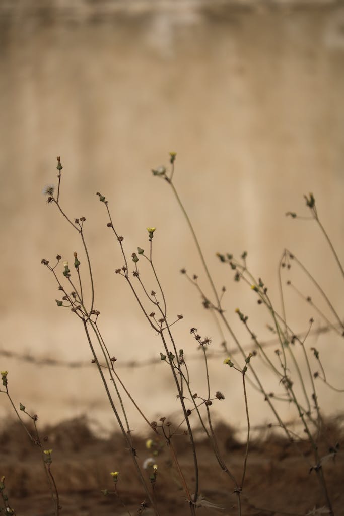 A minimalist photo of slender dry plant stems with faded flowers against a plain beige wall.